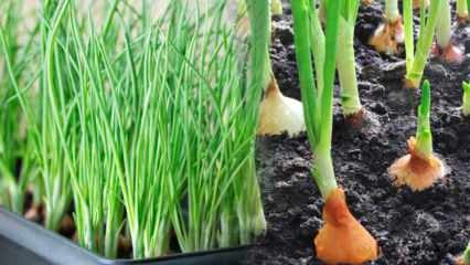 Kako uzgajati zeleni luk u loncima? Savjeti za uzgoj proljetnog luka