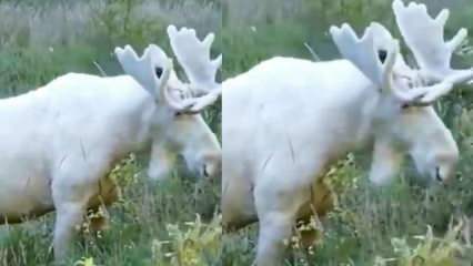 Rijetki bijeli jelen! 
