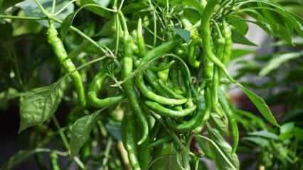 Kako uzgajati zelenu papriku u posudama? Savjeti za uzgoj paprike kod kuće