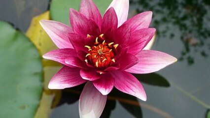 Kako se brinuti o cvijetu Lotus (vodeni ljiljan) kod kuće?