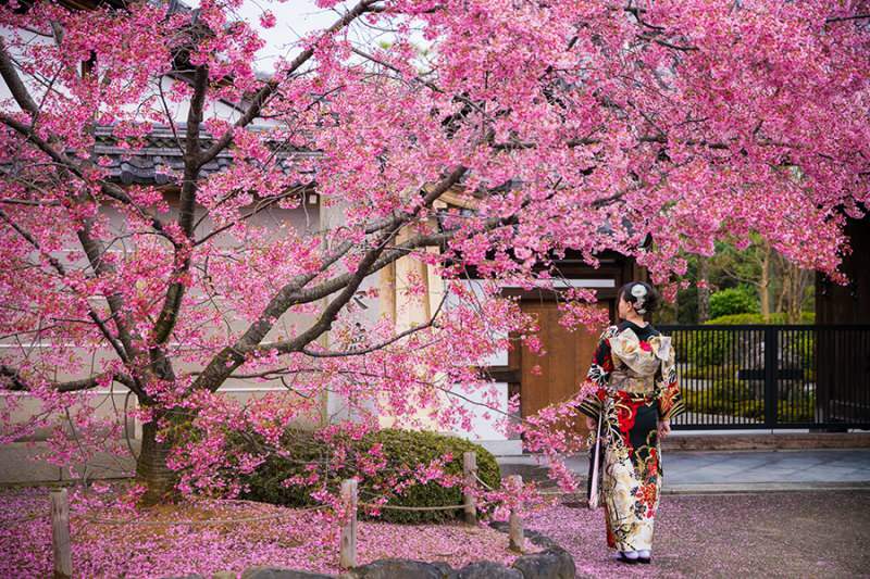 Što znači Sakura? Nepoznata svojstva cvijeta sakura