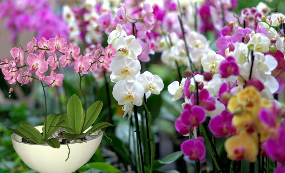 Kako se brinuti za orhideje? Kako razmnožiti cvijeće orhideja? 5 stvari koje orhideje ne vole