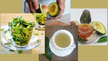 Koje su blagodati čaja od lišća avokada? Kako napraviti čaj od listova avokada?