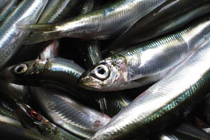 sardina ima najveću vrijednost ulja među vrstama riba