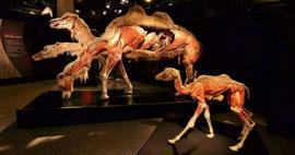 Real Animals Anatomy Exhibition dolazi u Tursku!