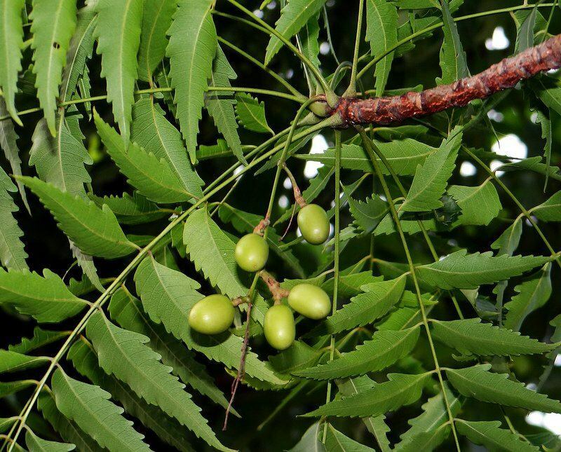 stablo neema korišteno je u alternativnoj medicini od davnina