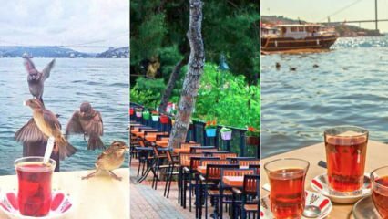 Obiteljski vrtovi čaja na Anatolijskoj strani Istanbula