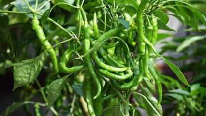 Kako uzgajati zelenu papriku u loncima? Trikovi uzgoja paprike kod kuće