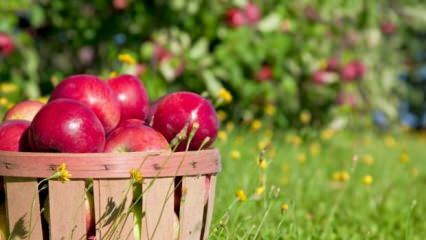 Savjeti za držanje jabuke svježom