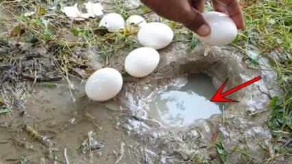 YouTube fenomen ulovio ribu razbijanjem jaja u vodi! Evo zadivljujućeg rezultata ...