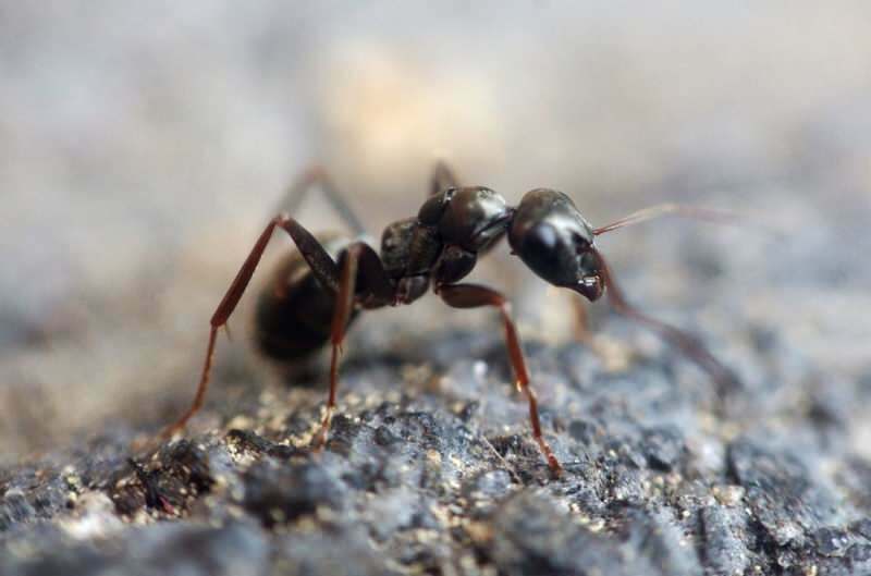 Učinkovita metoda uklanjanja mrava kod kuće! Kako mravi mogu biti uništeni bez ubijanja?