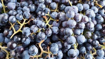 Što je mirisno grožđe i koje su njegove prednosti?