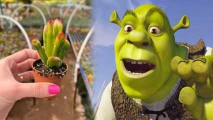 Kako uzgojiti biljku Shrek uho? Cvjeta li biljka Shrek Ear? Shrek njega ušiju