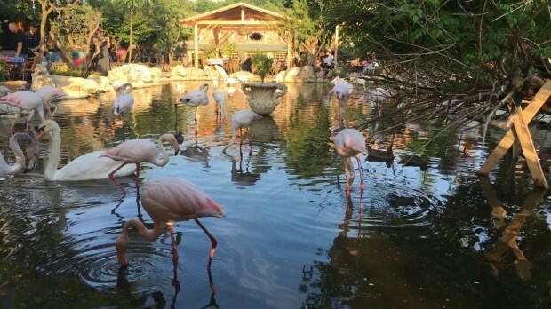Kako doći do Flamingoköy-a?