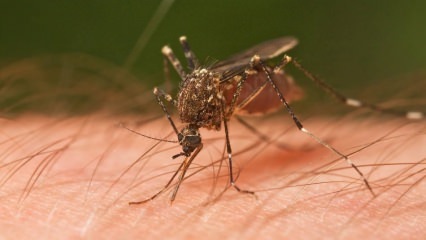 Kakav se ugriz insekata događa? Znakovi ugriza insekata! Prirodna metoda za ubod komaraca