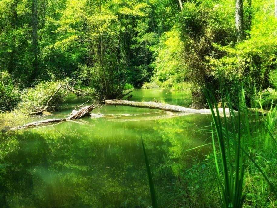 Slike iz parka šuma Igneada Longoz