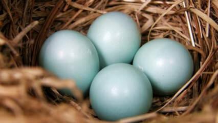 Koje su prednosti plavog zelenog jajeta?