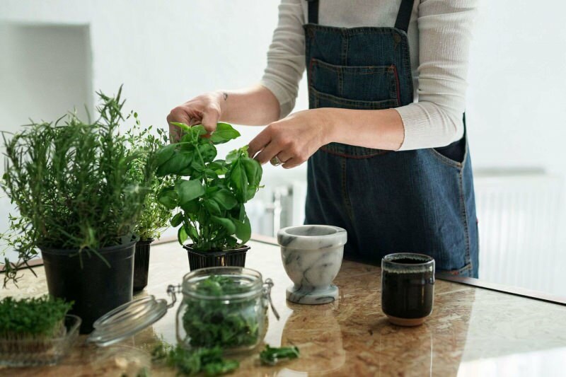 Kako uzgajati biljku kod kuće? 5 prijedloga za one koji žele uzgajati biljke kod kuće vlastitim sredstvima