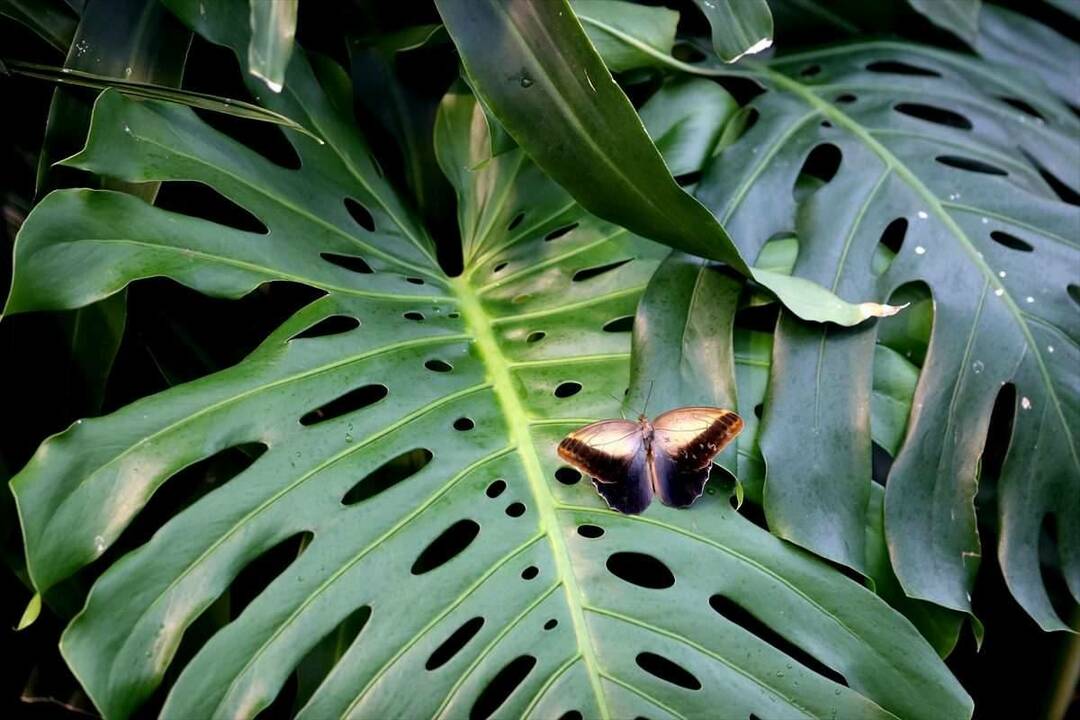 Veliko zanimanje za Konya Tropical Butterfly Garden: 3 milijuna posjetitelja u 8 godina