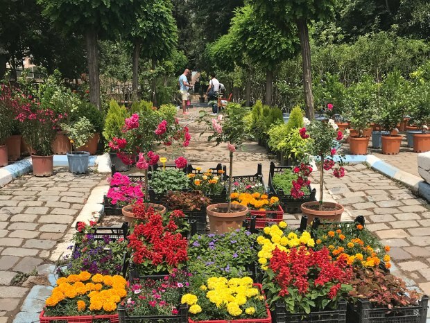 Obilazak festivala Bayındır Çiçek