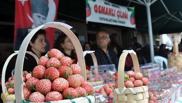 Ereğli festival osmanske jagode kulture i umjetnosti 