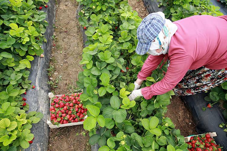 'Radna borba' radnica u staklenicima jagoda
