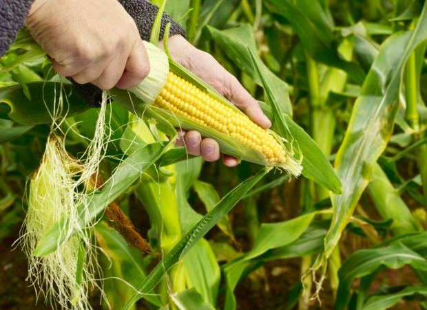Koje su prednosti kukuruza? Pijete li sok kuhanog kukuruza?