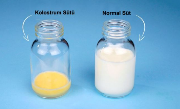 Koje su prednosti mlijeka s kolostrumom za dijete? Razlike od majčinog mlijeka