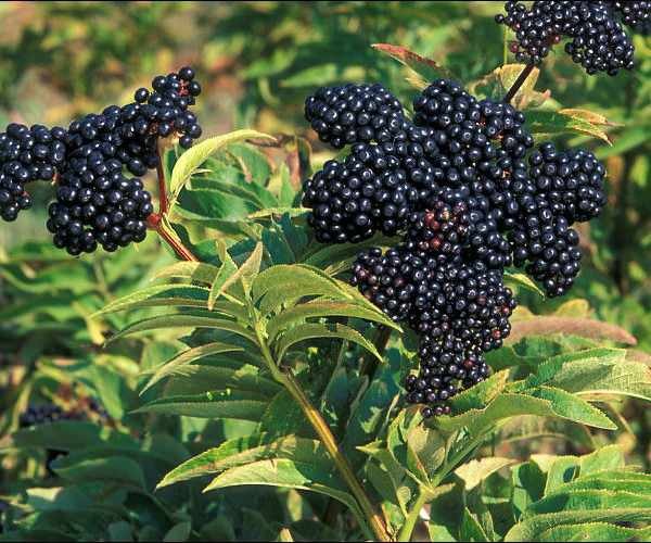crna borovnica nalikuje plodovima poput aronije
