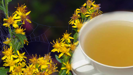 Koje su prednosti biljke Altinbasak? Što radi čaj biljke Altinbasak?