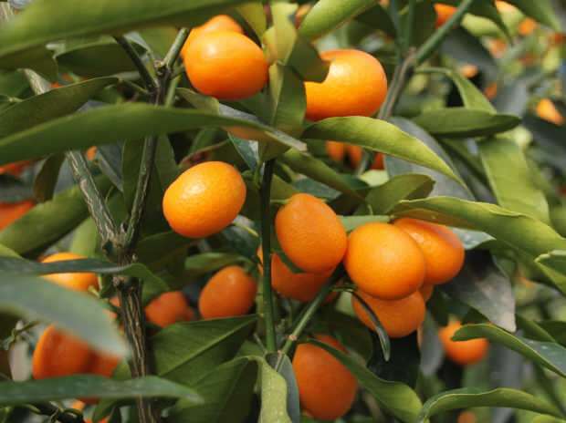 Koje su prednosti Kumquat (Kumkat)? Za koje je bolesti kumquat dobar? Kako se konzumira kumquat?