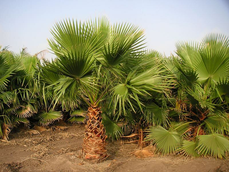 Što je palma? Značajke palmi