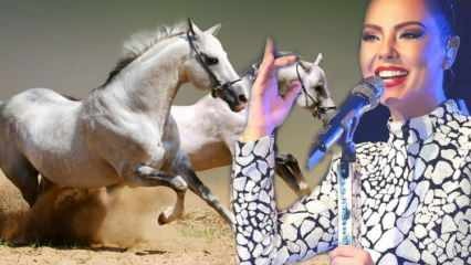 Najavljena je sudbina milionskog konja pjevača Ebru Gündeşa!