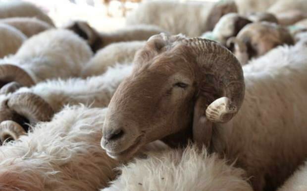 Što treba uzeti u obzir pri kupnji žrtvenih ovaca?