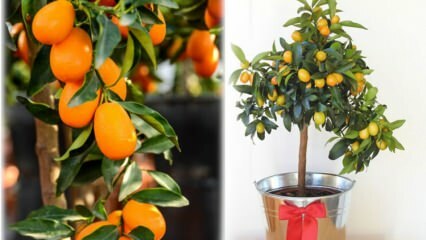 Kako uzgajati kumquat u cvjetnom loncu? Kumquat njegu kod kuće