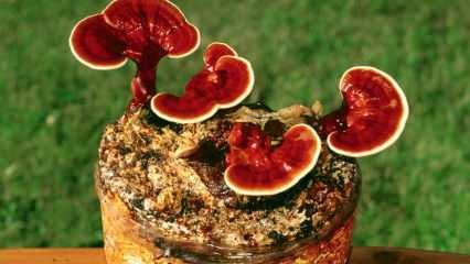 Koje su prednosti reishi gljive? Kako konzumirati reishi gljivu?