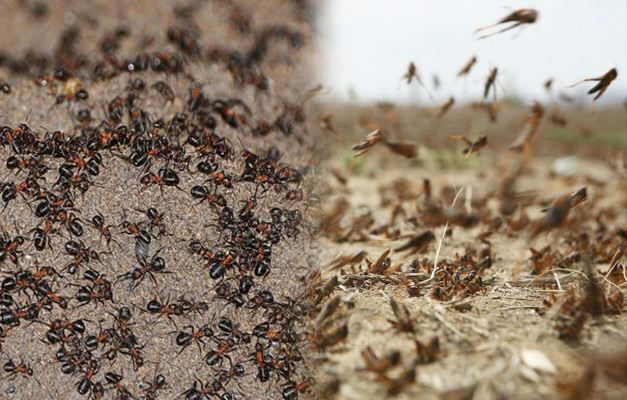 Gdje je invazija mrava? Invazija mrava nakon zaraze skakavicama