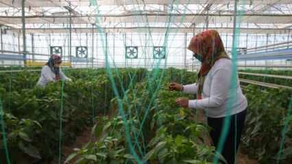 Domaća i nacionalna proizvodnja sjemena iz TIGEM-a sa ženskom snagom