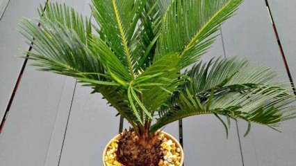 Kako uzgajati palmu?