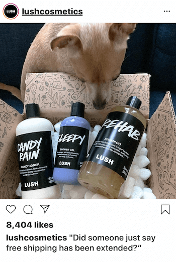 Instagram poslovna objava sa psom