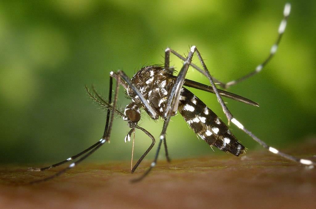 Aedes komarac